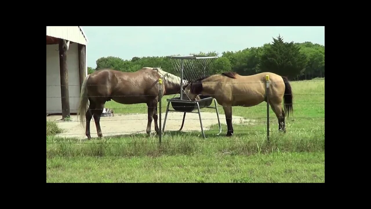 New Horse Showing Food Aggression & Possession - Is This A Big Problem?