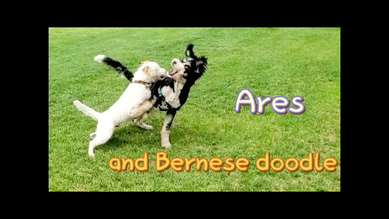 jack Russell Terrier vs. Bernese Mountain Doodle