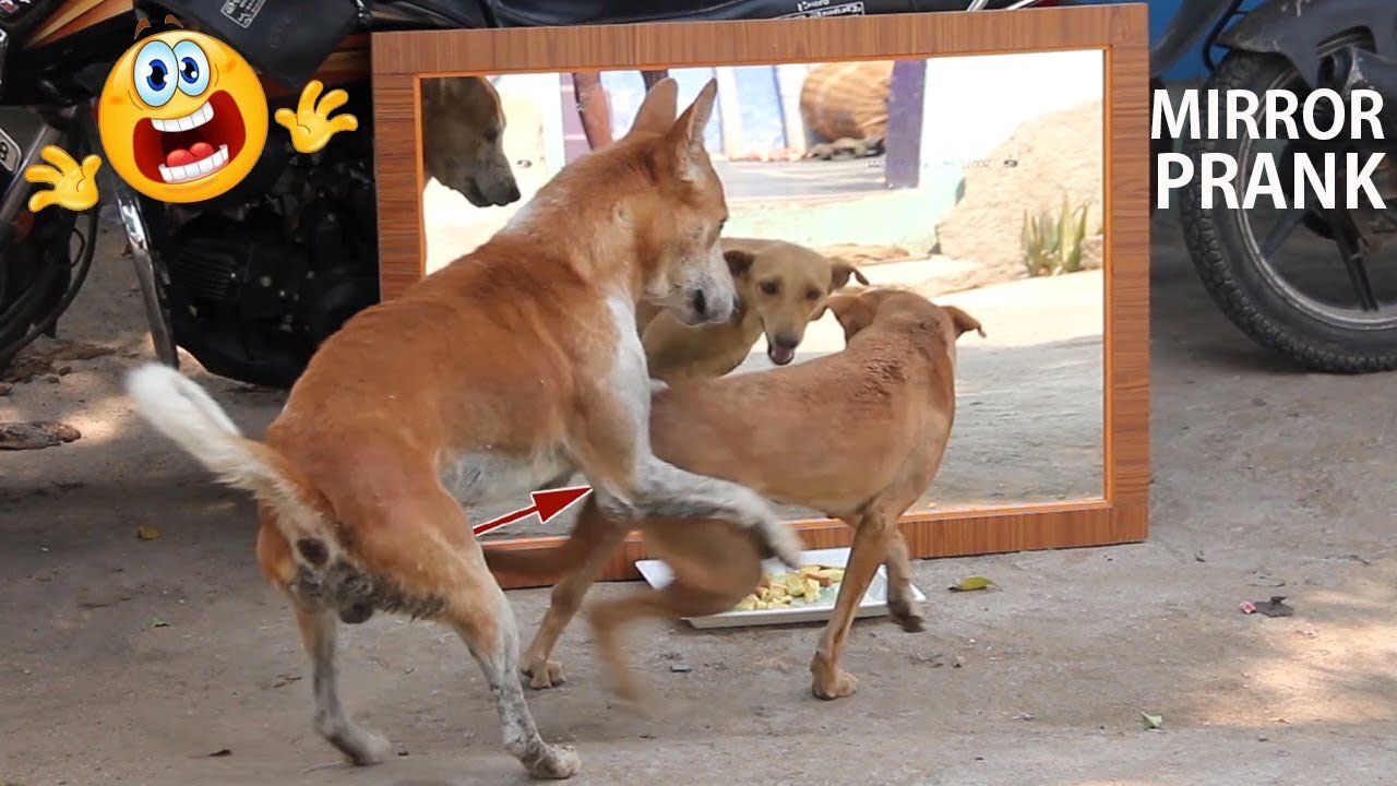 So Funny!😂 Angry Dog Vs Mirror Exteme Fight | Hilarious Mirror Prank on Dog