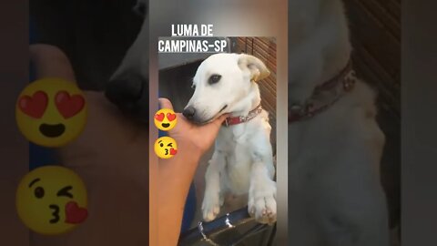 A CARINHOSA 🌹😍LUMA DE CAMPINAS-SP É hoje nesse canal a live! Acabecinha de lado pra receber carinho