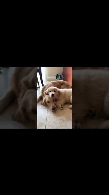 The Sibling Journey Never Asked For 🤣