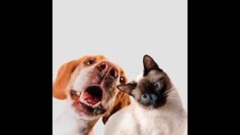 Funny viral animals