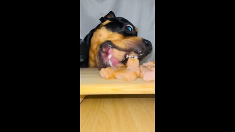Cute Puppy ASMR (MUST WATCH) [4K]