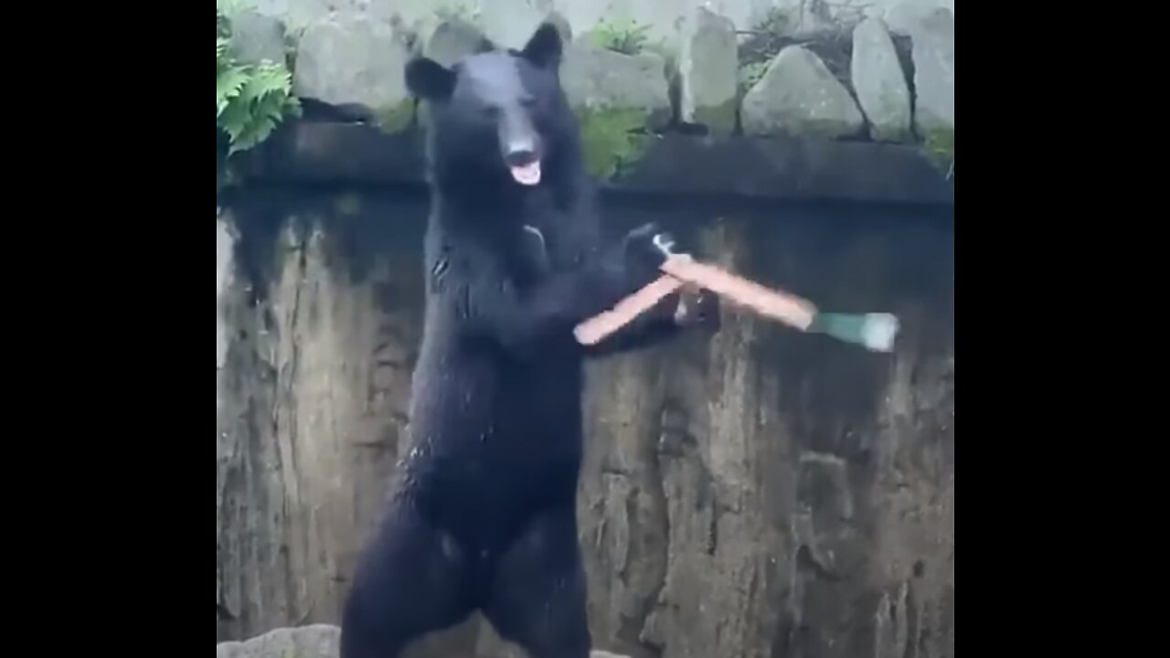 Kungfu bears aka Po's (dragon warrior's) cousins