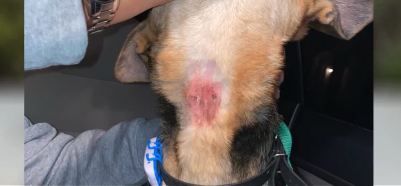 Puppy injured during Off Leash K9 training