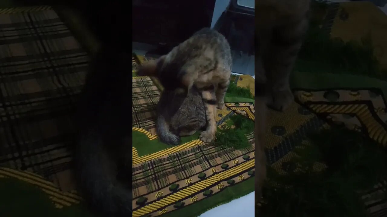 kucing mandi di atas sejadah