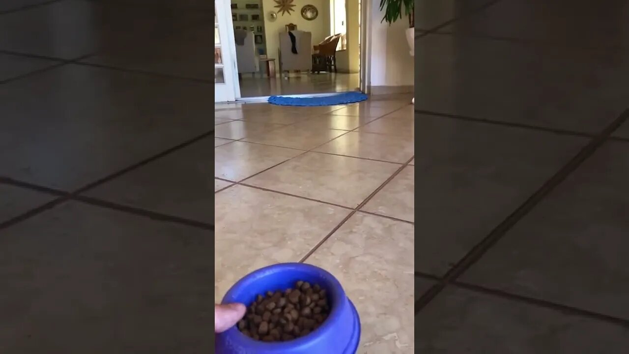 Hungry or loyalty