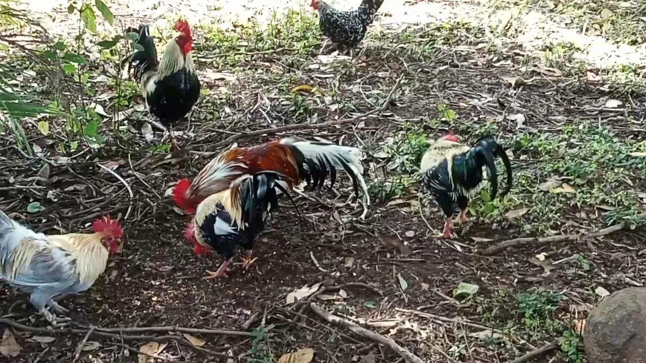 A couple of English Game Roosters and a Hen 23rd June 2021