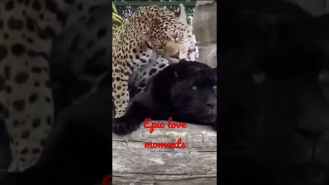 Animal videos. Best epic love moments ever 😱😱