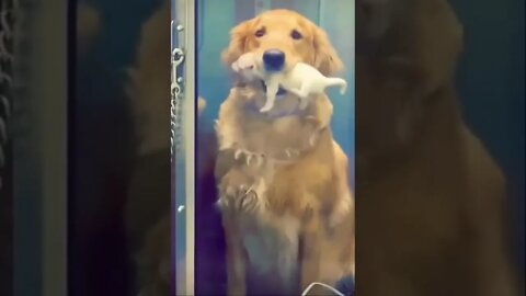 Dog king 👑 🥺❤️ please get this viral | #viral | #funnydogs | #trending | #shorts