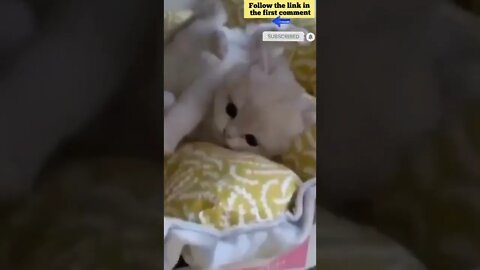 cute cat videos 😹 funny videos 😂 654 😻#shorts #shortsfunny #cutecat #catvideos #catsfood #catscare