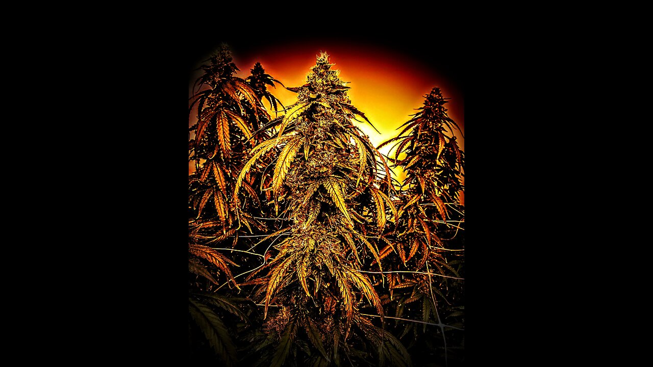 THC. A glimpse at what's to come!