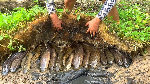 Unique Mud Fishing Video! Find & Catch Snakehead Fish and Catfish Form Mud in Small Pond