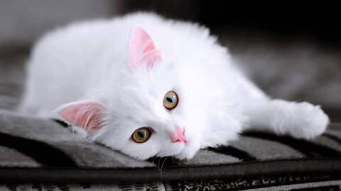 Baby Cats - Cute and Funny Cat Videos Compilation
