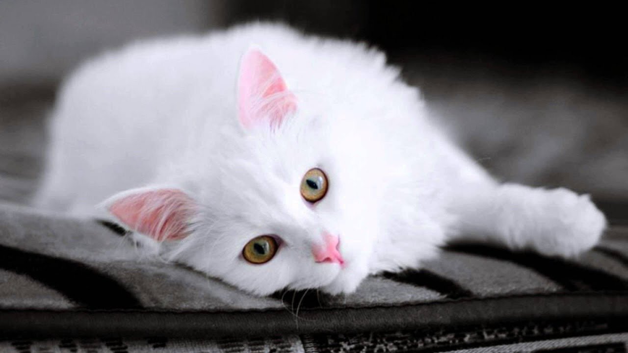 Baby Cats - Cute and Funny Cat Videos Compilation