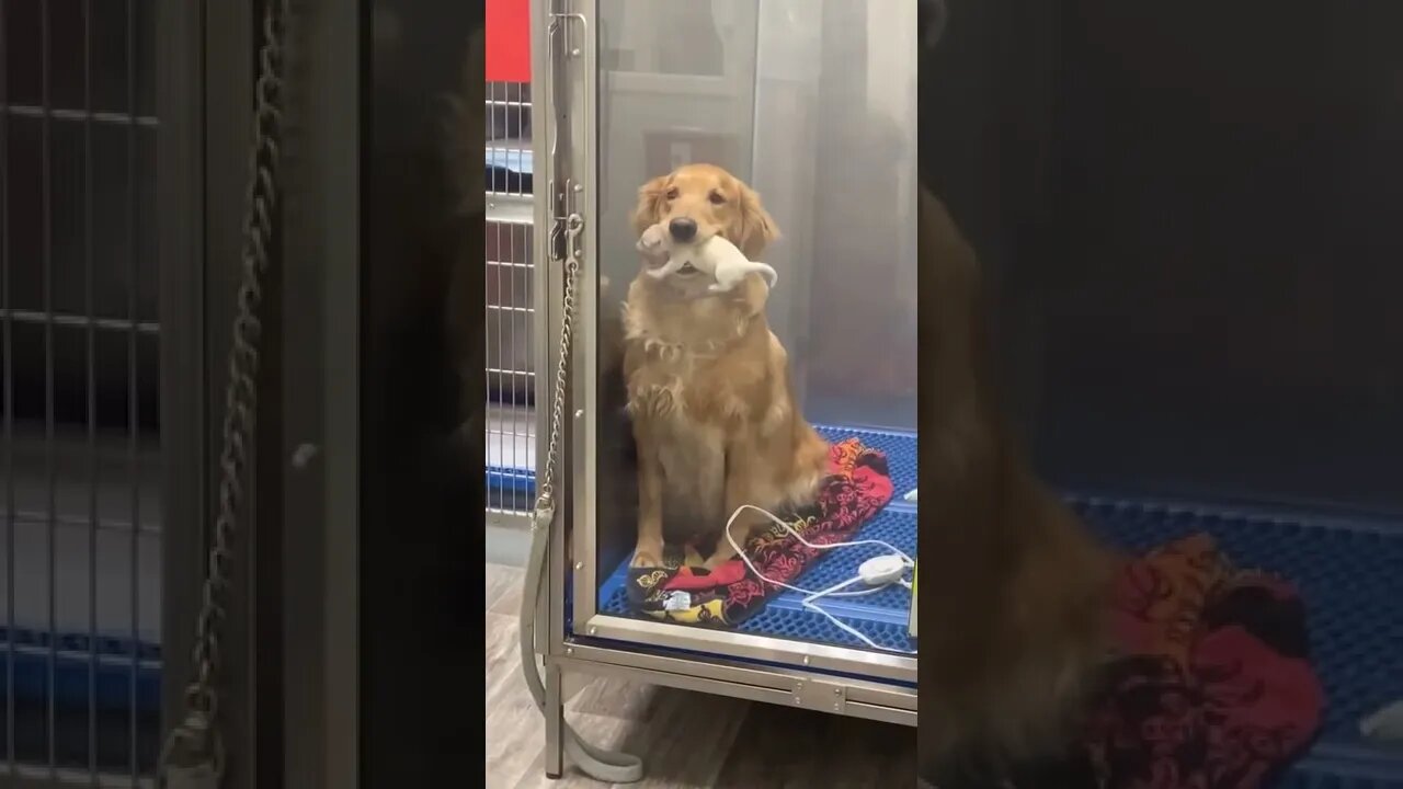 Momma golden retriever showing off her puppies