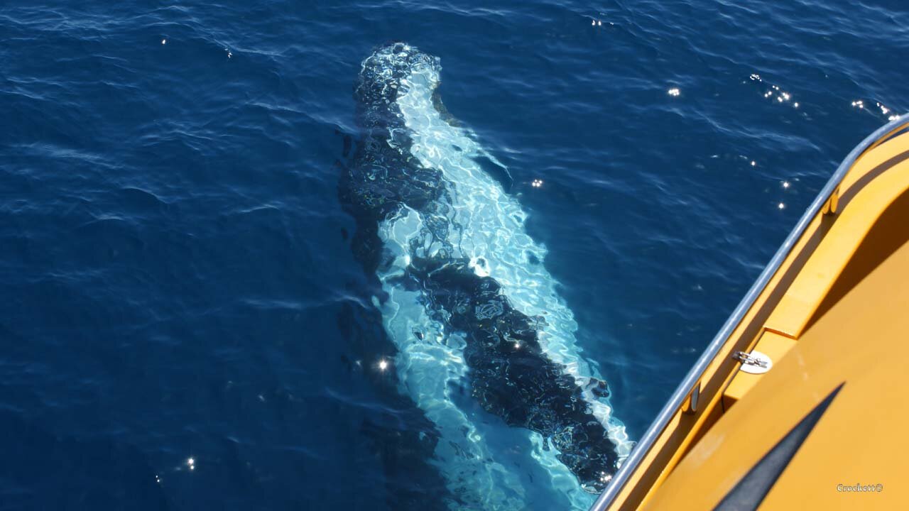 Whale Watching Boat