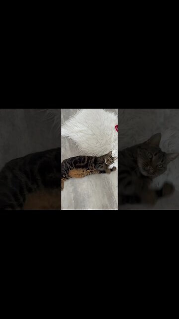 Katze 🐈‍⬛ mit Katze spielt.. #lustig #bigcats