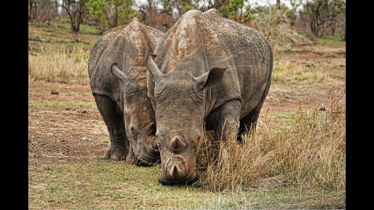 Rhino Moments: Gentle Grazing and Serene Strolls