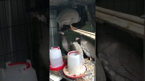 Guinea fowl keets crate has moved! They’re checking it out