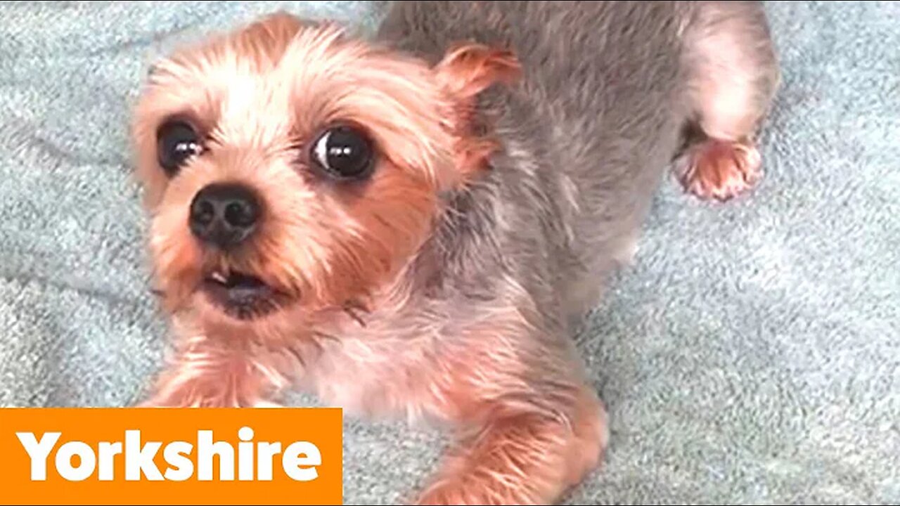 Cutest Yorkies (Yorkshire Terriers) | Funny Pet Videos