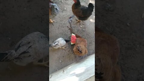 melancia 🍉😋🍉🍉 elas adoram