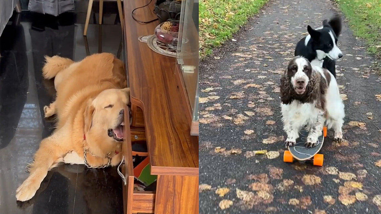 Try Not To Aww Watching Funny And Cute Dogs