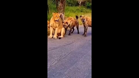 Lion vs Hyena