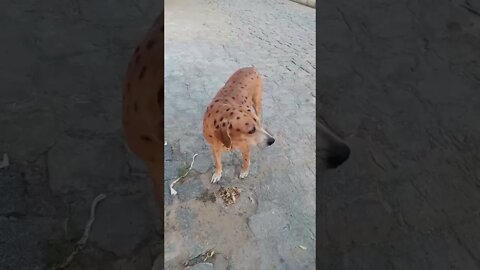CACHORRO ANTI-BOLSONARO #SHORTS