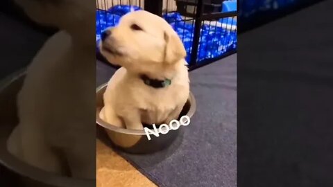 Someone doesnt want to leave her bowl. 🥰 #shorts #shortsfeed #clips #shortvideo
