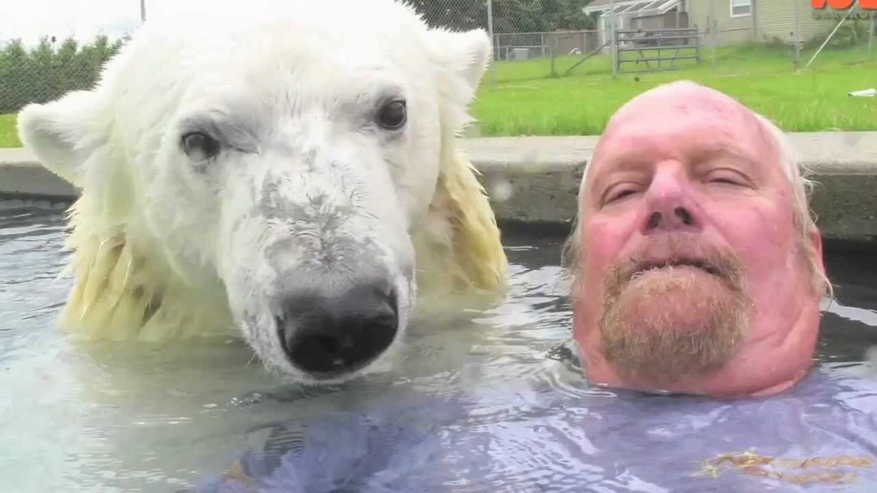 The Only Man In The World Who Can Swim With A Polar Bear: Grizzly Man