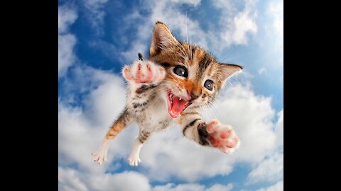 Tabby cat playing in the backyard