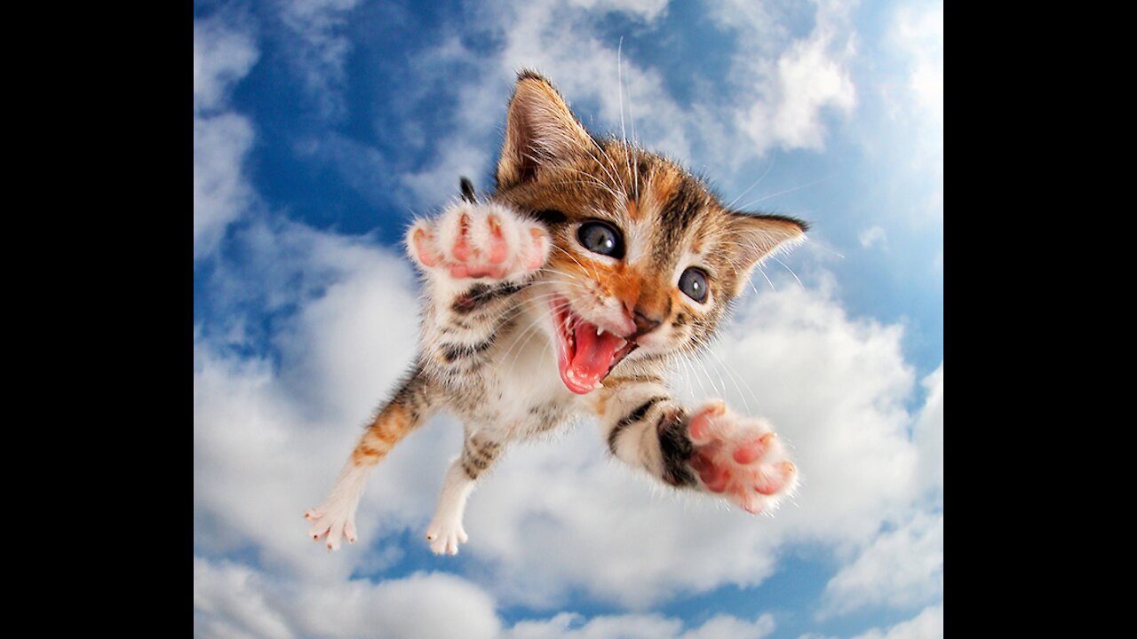 Tabby cat playing in the backyard