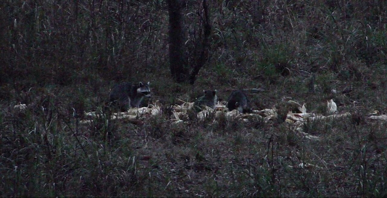 Masked thieves steal our Deer feed. All You can eat buffet, Racoons eat free