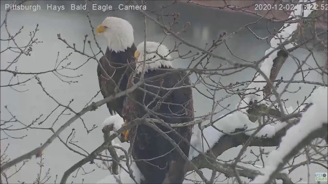 Hays Eagles Dad Just let me turn around and look at this 2020 12 02 422pm