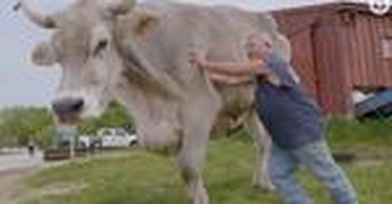 Guinness World Record Steer