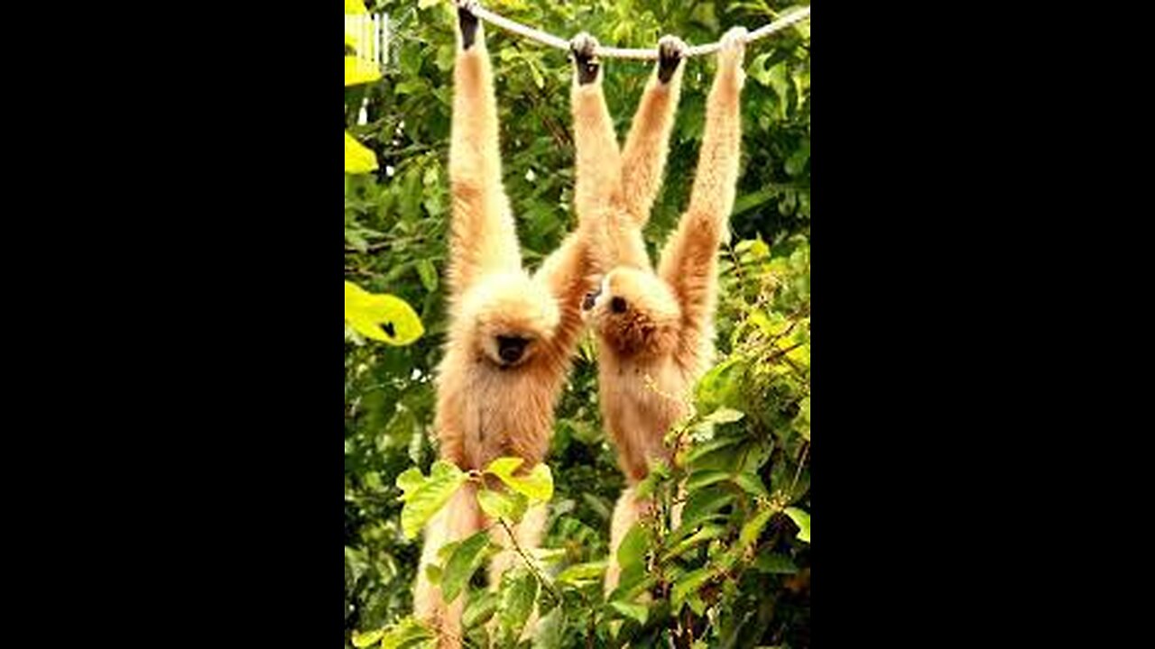 Cute Gibbons Playing & Climbing