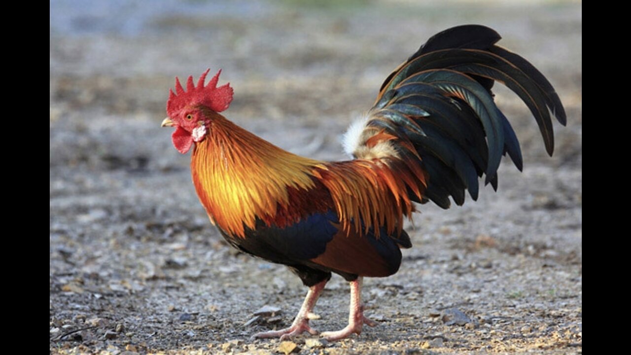 Chicken In VietNam