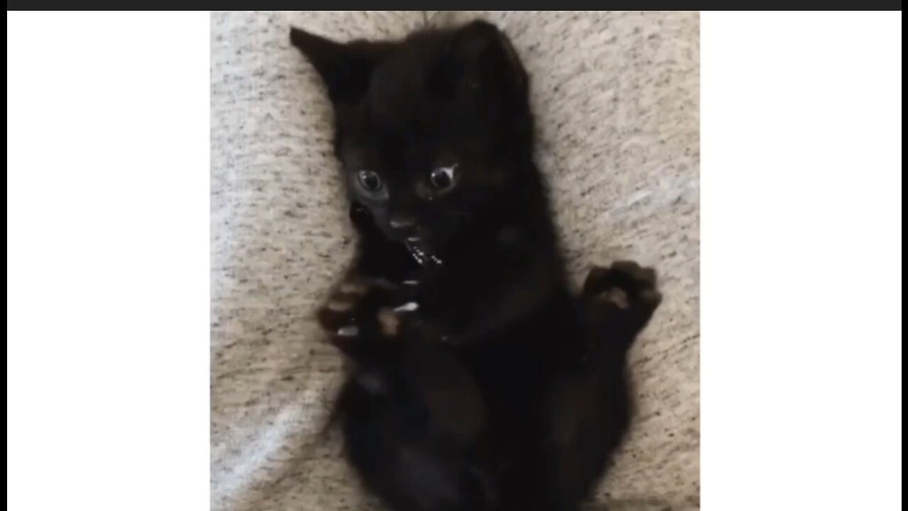 Cat suddenly realizes that it has 4 paws🤣