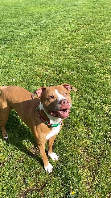 Izzy on Slow Mode jumping for his Stick lol 🐶📽️🩵🦴