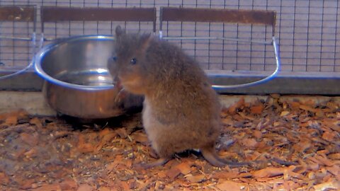 Adorable Long Nosed Potoroo Charms Visitors at Peel Zoo Australia