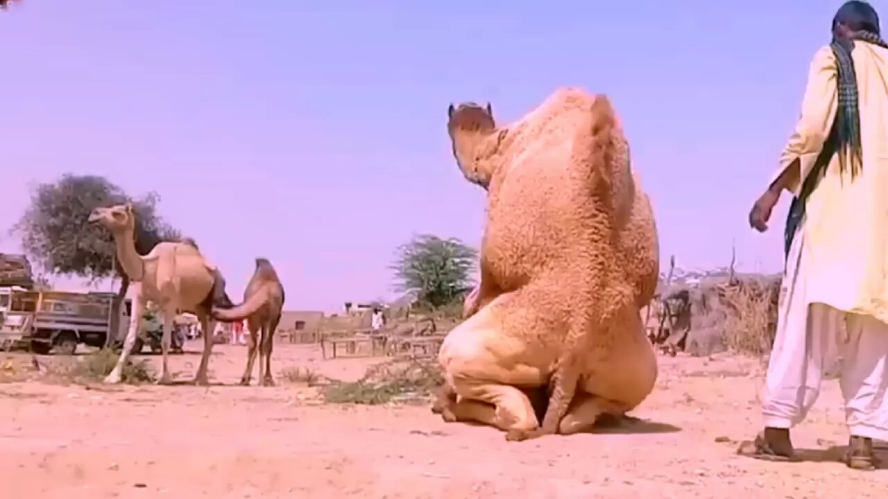 Camel mating | Beautiful Video