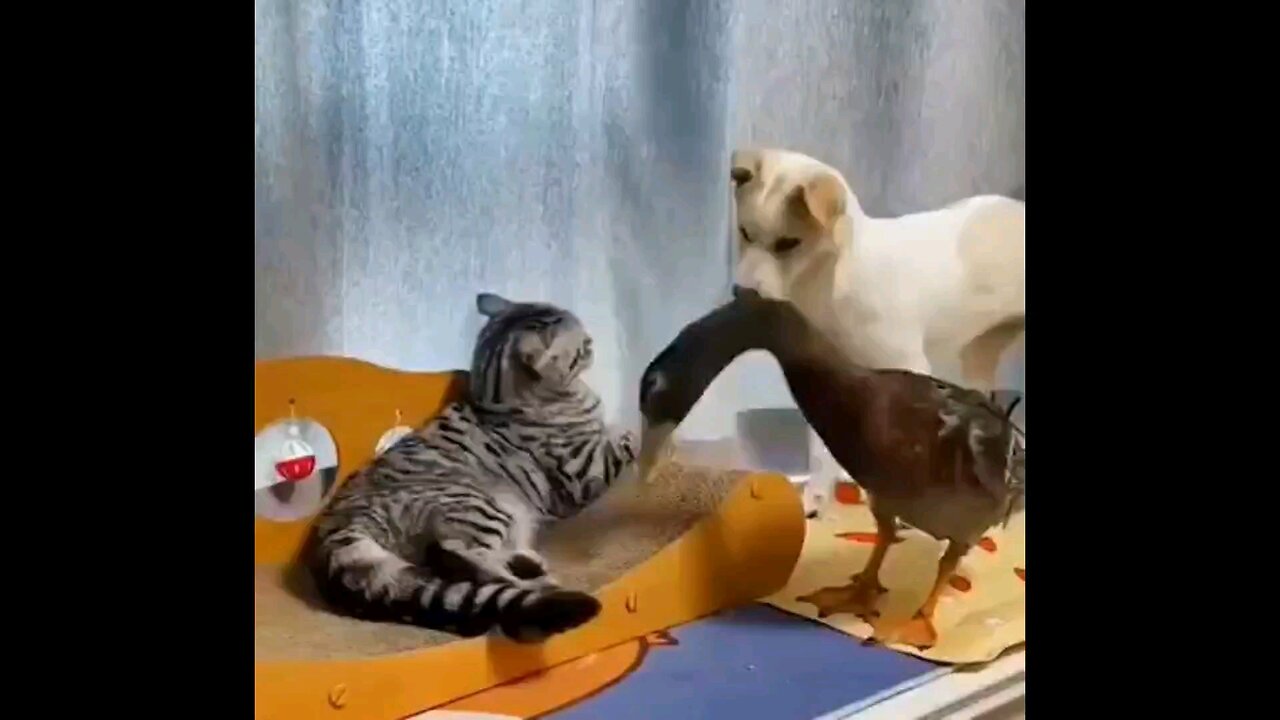 Funny duck fighting with dog