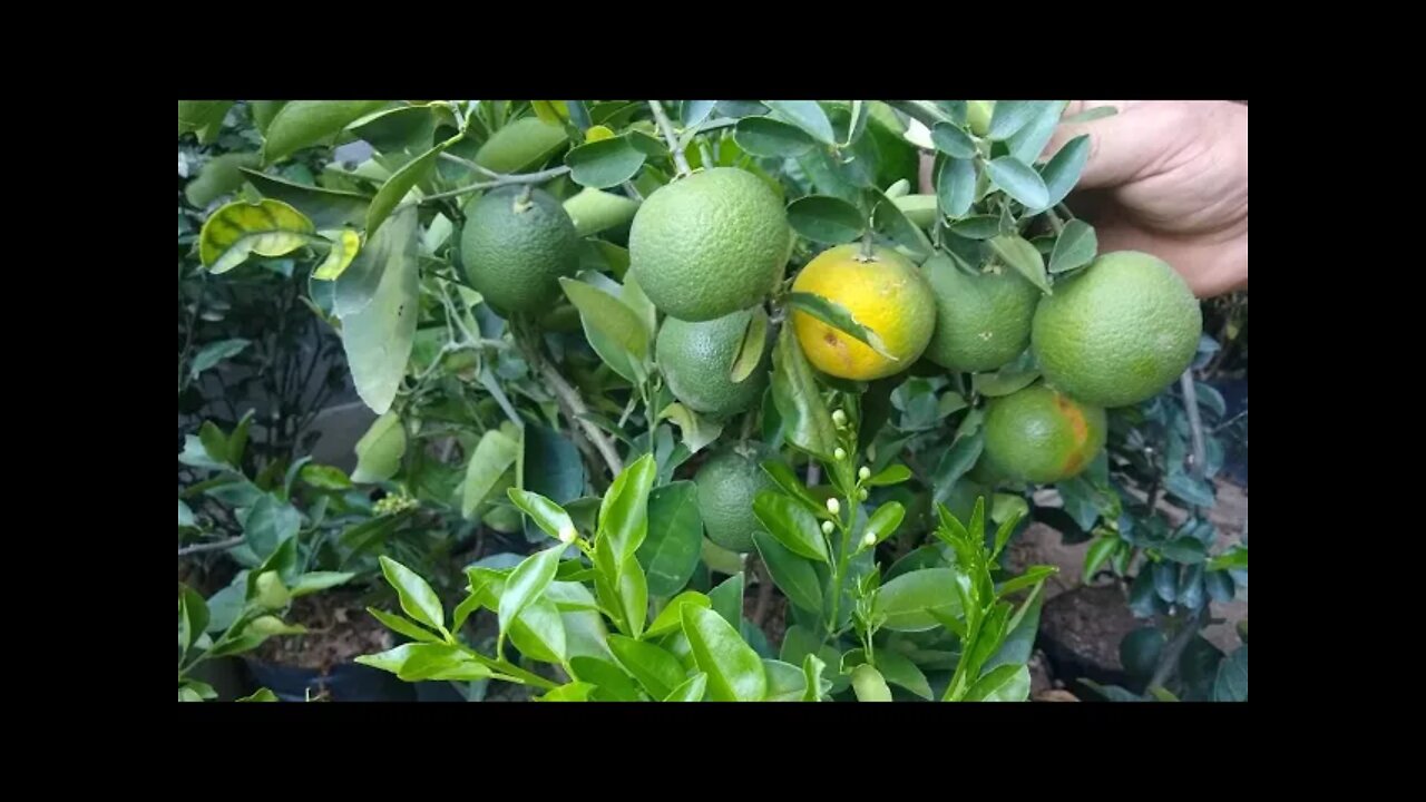 frutíferas produzindo em vaso a venda em Niterói RJ 29/01/2021