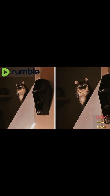 Funny and Cute Cat | Perfectly timed 🦇