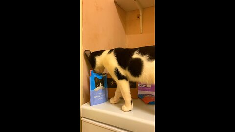 Pet Cat Can’t Wait For His Food