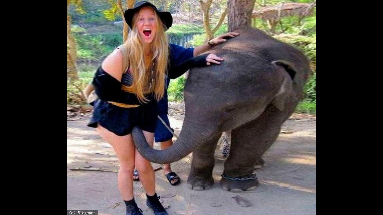 TRY NOT TO LAUGH FUNNY VIDEO