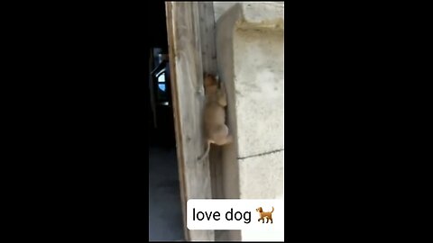 Funny animal videos