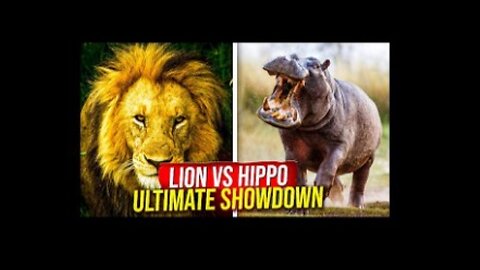Lion vs Hippo