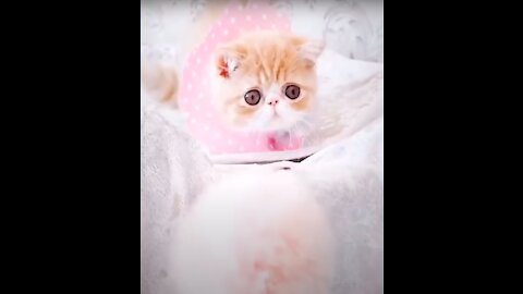 Extremely Cute and Amazing Cats and Dog's Life. Adorable PETS at its BEST Videos